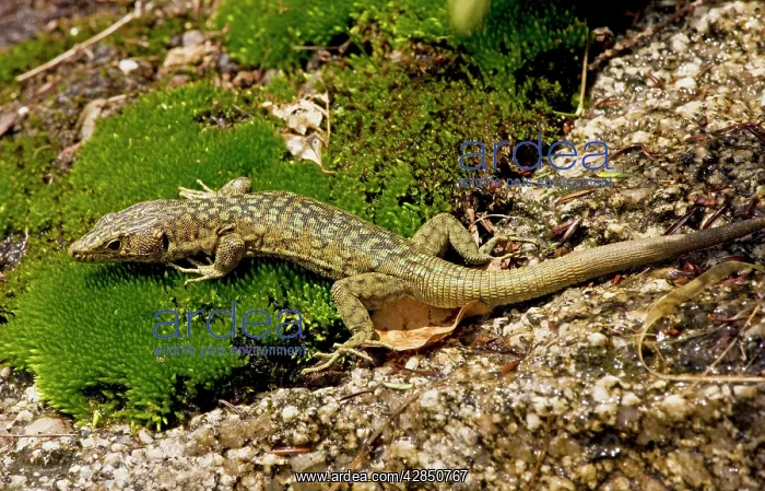 : Bedriaga's Rock Lizard - on damp granite rock : Bedriaga's Rock Lizard - on damp granite rock