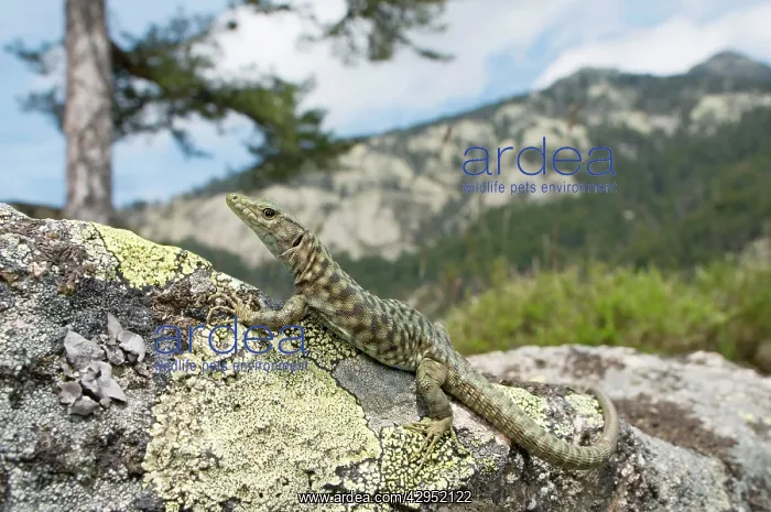 : Bedriaga's Rock Lizard - female in mountain habitats : Bedriaga's Rock Lizard - female in mountain habitats