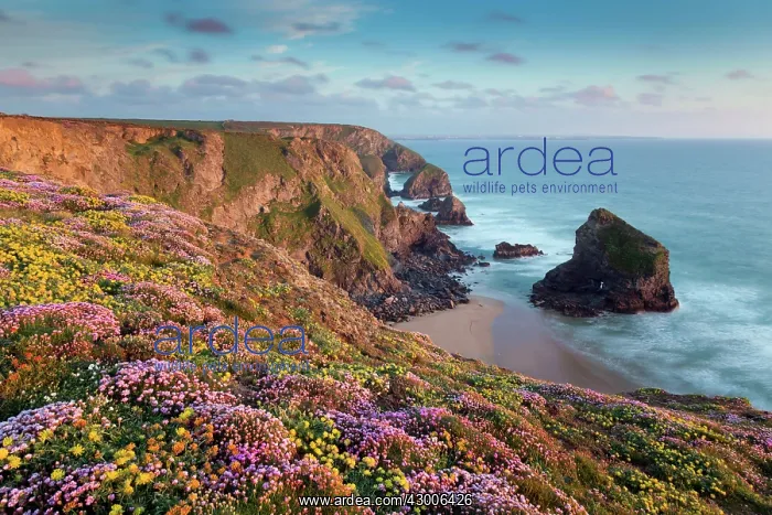 : Bedruthan Steps : Bedruthan Steps