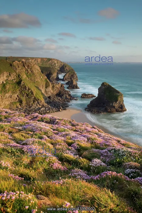 : Bedruthan Steps : Bedruthan Steps