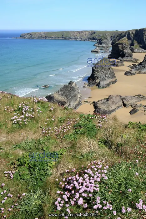 : Bedruthan Steps Coastline and Beach : Bedruthan Steps Coastline and Beach