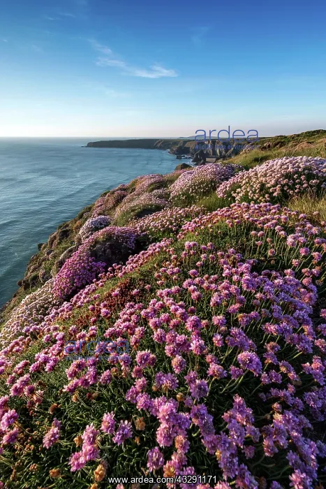 : Bedruthan Steps - Sunset - Thrift Flowers - Cornwall : Bedruthan Steps - Sunset - Thrift Flowers - Cornwall