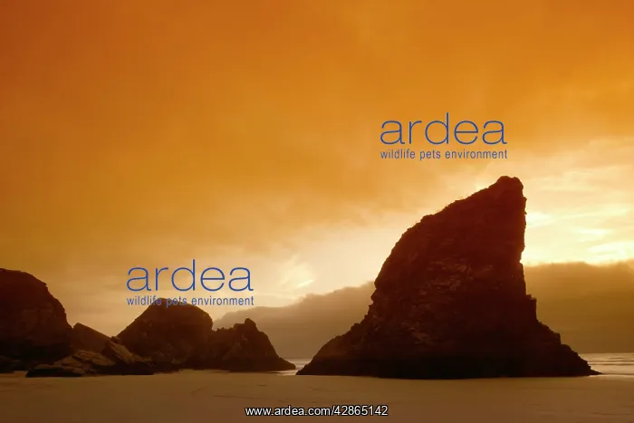 : Bedruthen Steps - view towards sea stacks from : Bedruthen Steps - view towards sea stacks from