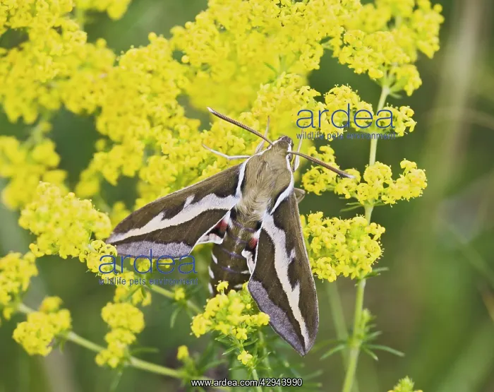 : Bedstraw Hawkmoth - on bedstraw : Bedstraw Hawkmoth - on bedstraw