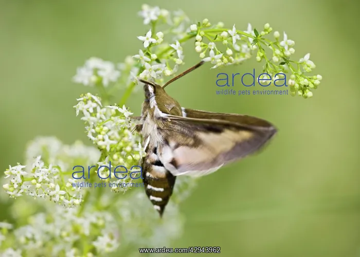 : Bedstraw Hawkmoth - in flight over bedstraw : Bedstraw Hawkmoth - in flight over bedstraw