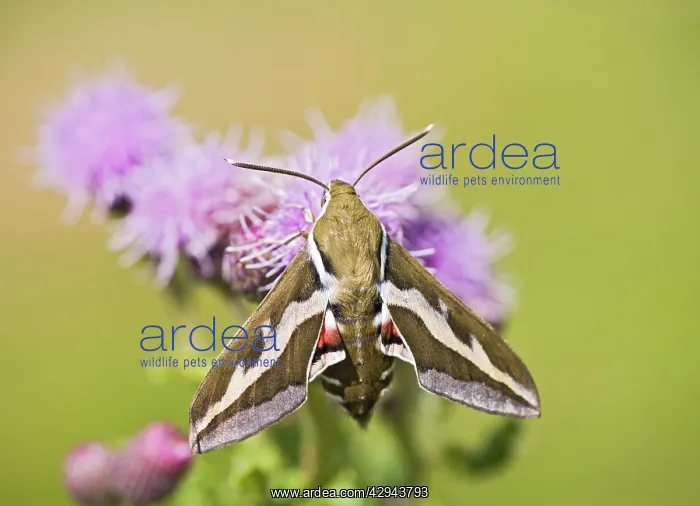 : Bedstraw Hawkmoth - on flower : Bedstraw Hawkmoth - on flower