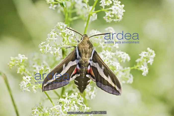 : Bedstraw Hawkmoth - resting on bedstraw : Bedstraw Hawkmoth - resting on bedstraw