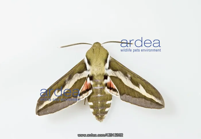 : Bedstraw Hawkmoth - white background : Bedstraw Hawkmoth - white background