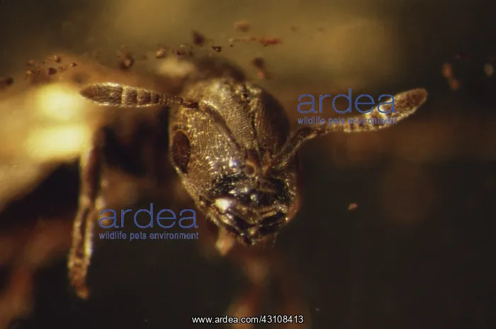 : Bee in Amber : Bee in Amber