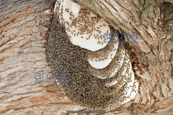 : Bee (Apidae) nest in a tree : Bee (Apidae) nest in a tree