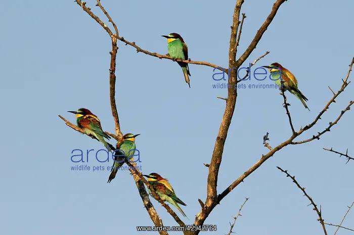 : Bee-aters on a tree : Bee-aters on a tree