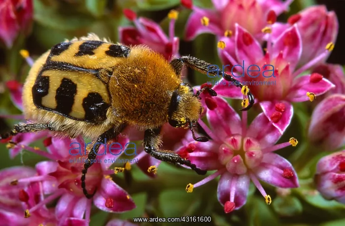 : Bee Beetle : Bee Beetle