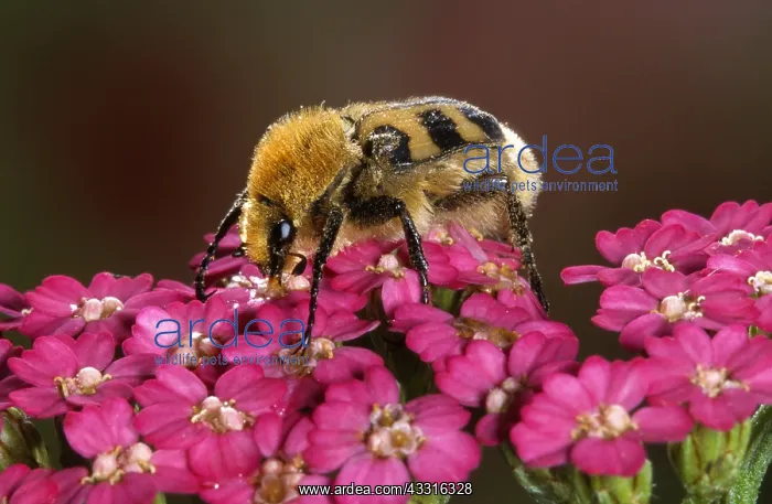 : Bee Beetle : Bee Beetle