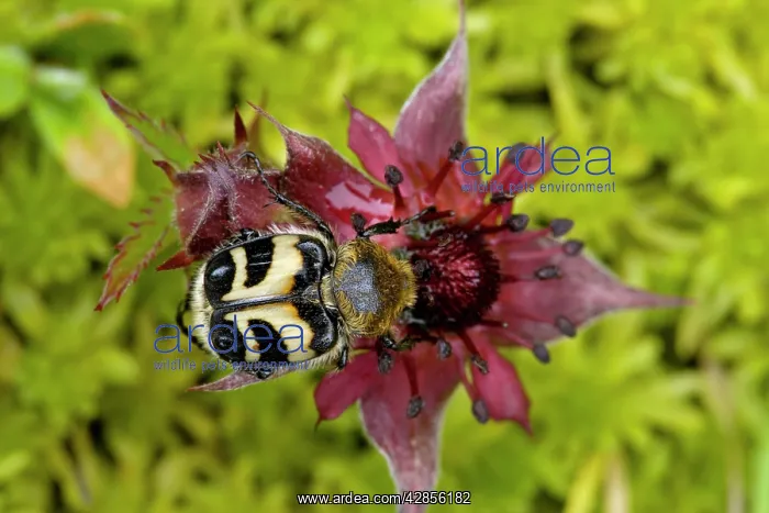: Bee beetle or bee chafer, feeding on marsh cinquefoil : Bee beetle or bee chafer, feeding on marsh cinquefoil