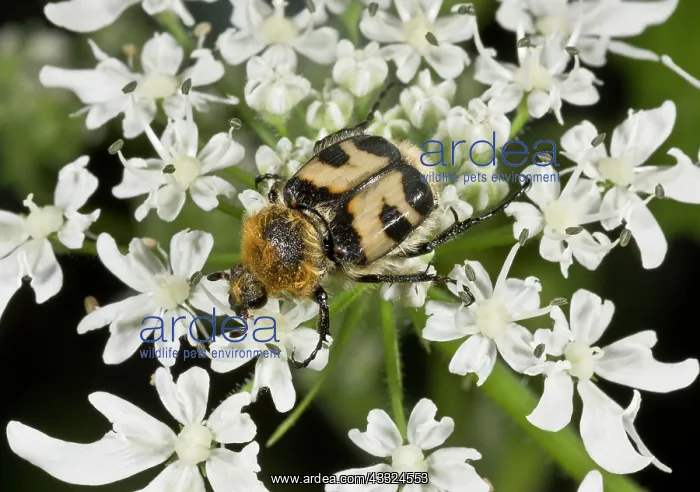 : Bee Beetle / Bee Chafer - feeding on Umbellifer : Bee Beetle / Bee Chafer - feeding on Umbellifer