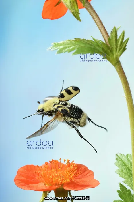 : Bee beetle (Trichius fasciatus), in flight, on a : Bee beetle (Trichius fasciatus), in flight, on a