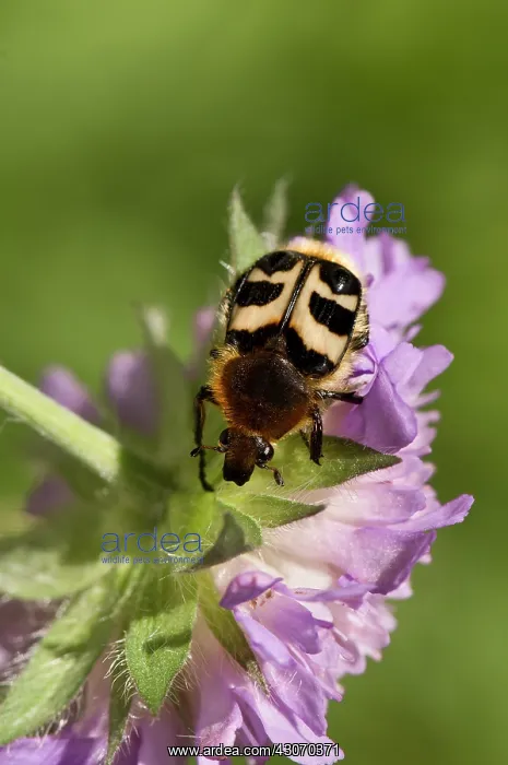  : Bee Beetle (Trichius fasciatus). Sweden in July