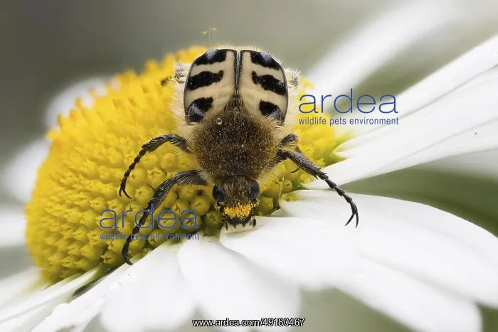 : A Bee beetle (Trichius gallicus) crawling on the large yellow centre of a daisy flower : A Bee beetle (Trichius gallicus) crawling on the large yellow centre of a daisy flower