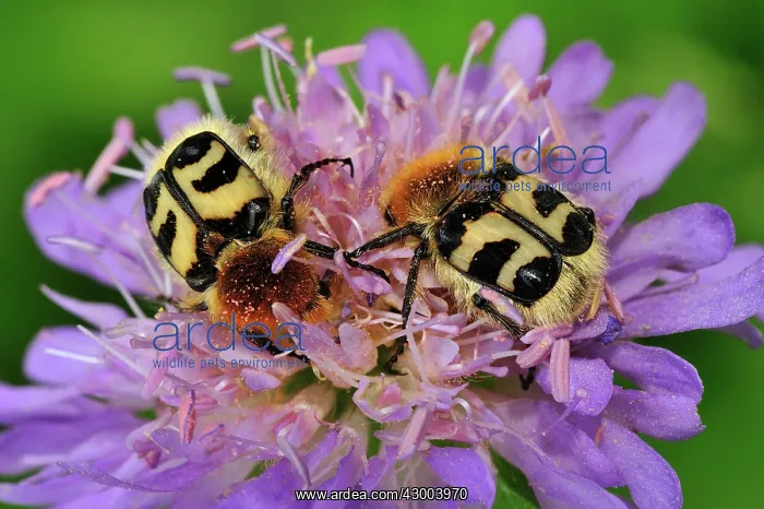 : Bee Beetle on widow flower : Bee Beetle on widow flower