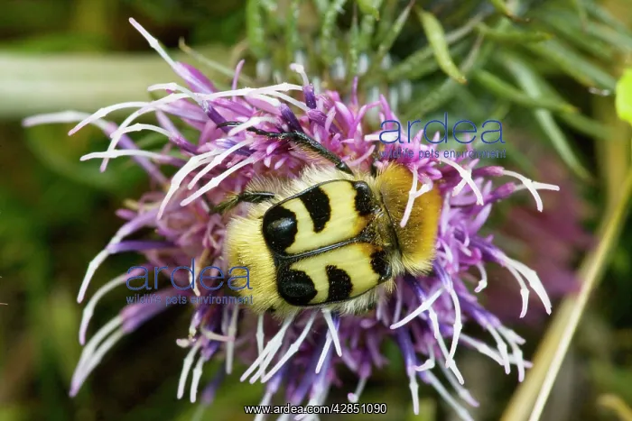 : Bee chafer / Bee beetle - on a knapweed : Bee chafer / Bee beetle - on a knapweed