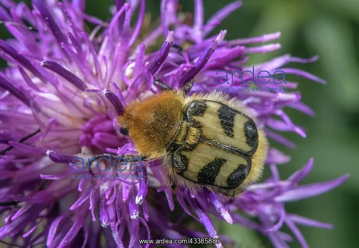 : Bee Chafer, Trichius fasciatus beetle feeding on : Bee Chafer, Trichius fasciatus beetle feeding on