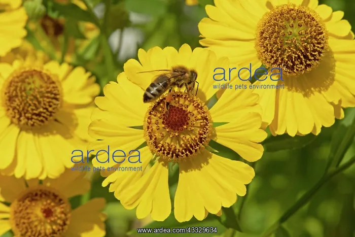 : Bee collecting nectar on common sneezeweed (Hele : Bee collecting nectar on common sneezeweed (Hele