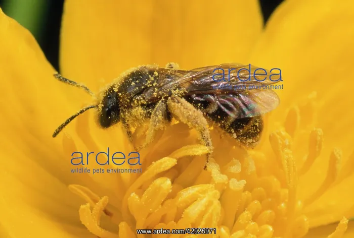 : Bee - collecting pollen from Marsh Marigold : Bee - collecting pollen from Marsh Marigold