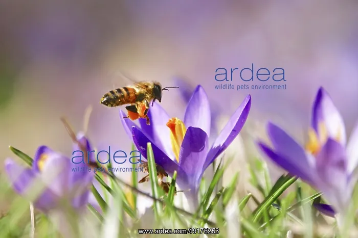 : Bee, crocus blossom, early March, Germany : Bee, crocus blossom, early March, Germany