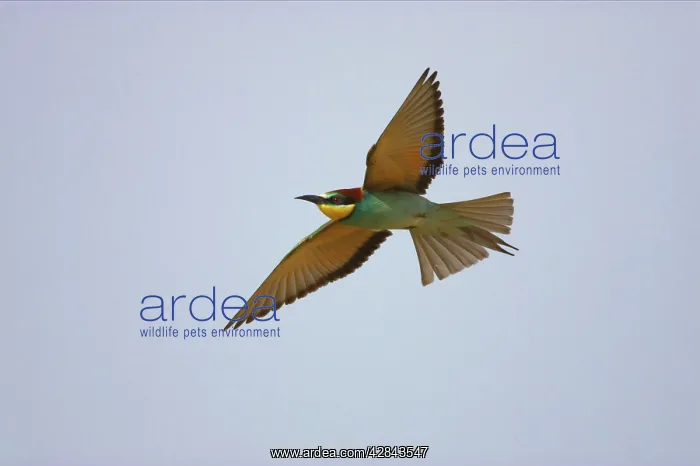 : Bee-eater - In flight : Bee-eater - In flight