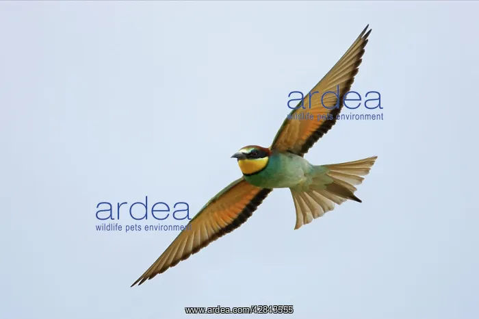 : Bee-eater - In flight : Bee-eater - In flight