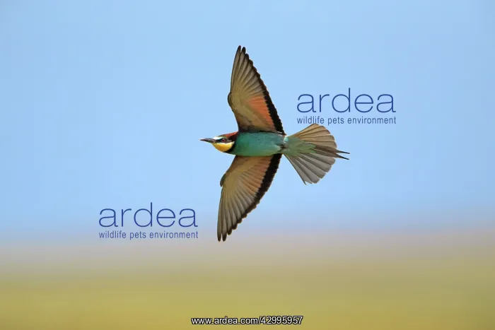 : Bee-eater - in flight Castro Verde, Alentejo, Portugal : Bee-eater - in flight Castro Verde, Alentejo, Portugal
