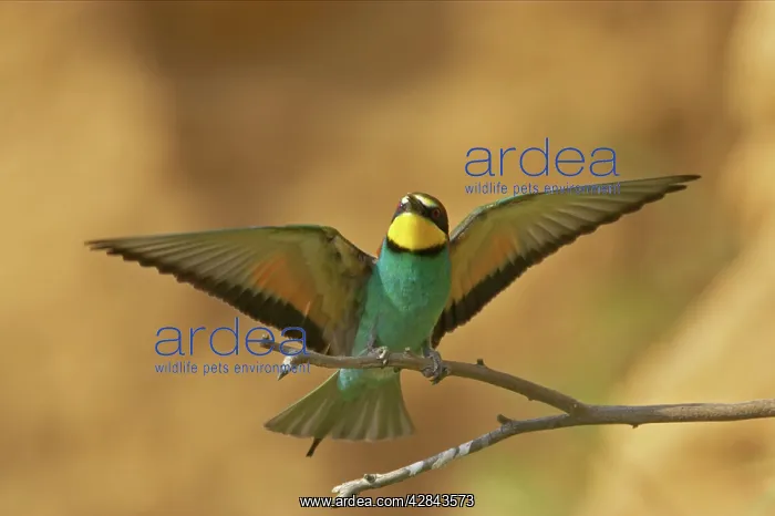 : Bee-eater - In flight coming in to land on perch : Bee-eater - In flight coming in to land on perch