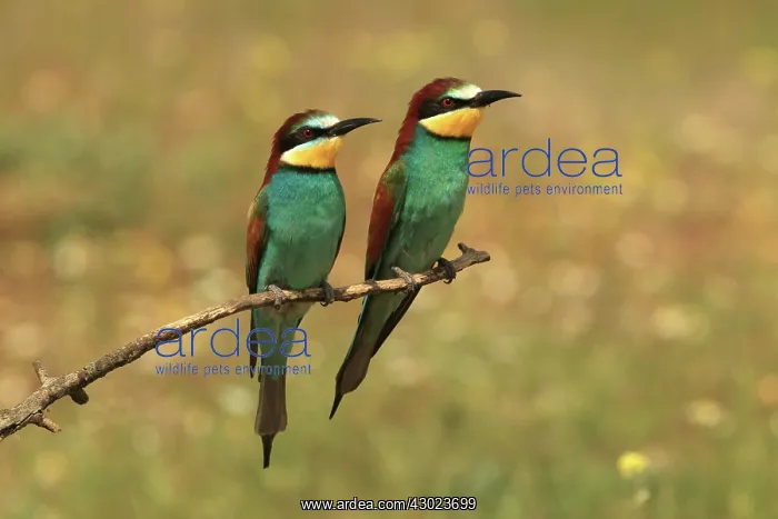 : Bee Eater male and female : Bee Eater male and female