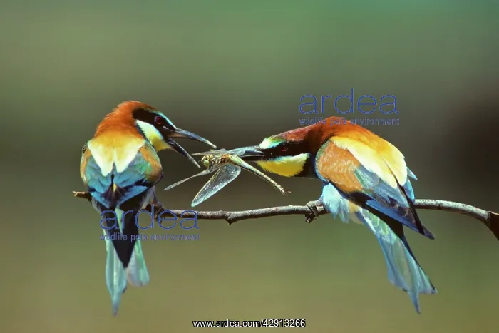 : Bee-Eater - male offering female bird a dragonfly : Bee-Eater - male offering female bird a dragonfly
