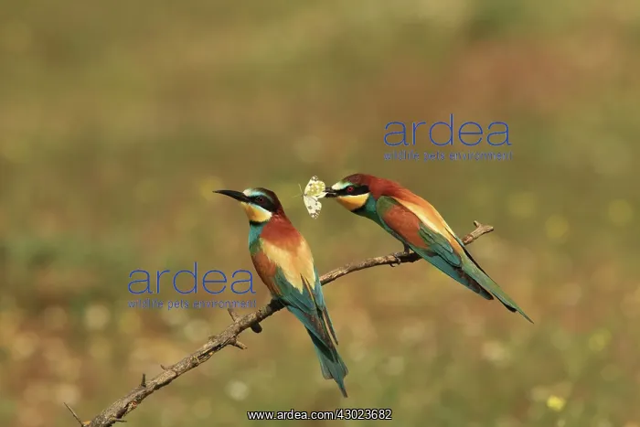 : Bee Eater male presenting butterfly prey to female : Bee Eater male presenting butterfly prey to female