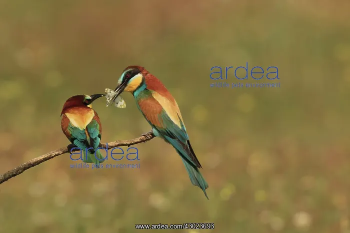 : Bee Eater male presenting butterfly prey to female : Bee Eater male presenting butterfly prey to female