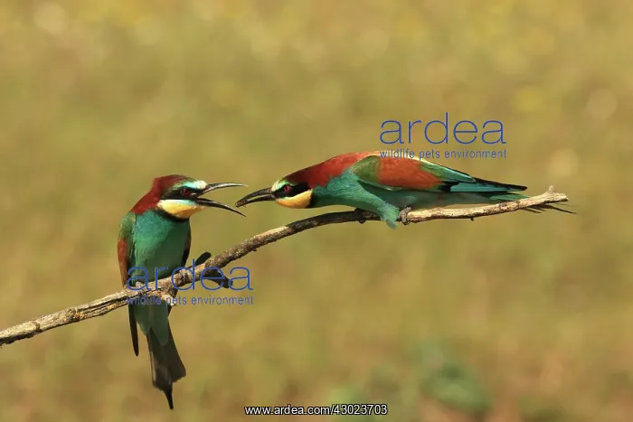 : Bee Eater male presenting insect prey to female : Bee Eater male presenting insect prey to female