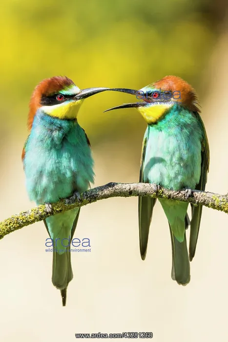 : Bee-eater (Merops apiaster), animal pair sitting : Bee-eater (Merops apiaster), animal pair sitting