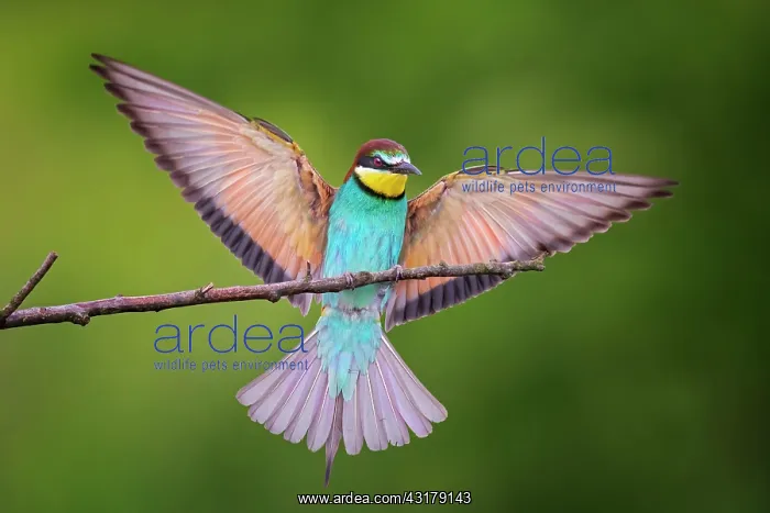 : Bee-eater ( Merops apiaster) approaching, wing spreading : Bee-eater ( Merops apiaster) approaching, wing spreading