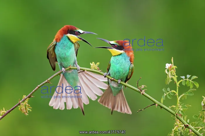 : Bee-eater (Merops apiaster) couple at the courtship : Bee-eater (Merops apiaster) couple at the courtship