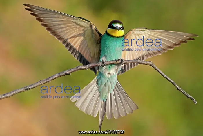 : Bee-eater (Merops apiaster) flies with spread wings : Bee-eater (Merops apiaster) flies with spread wings