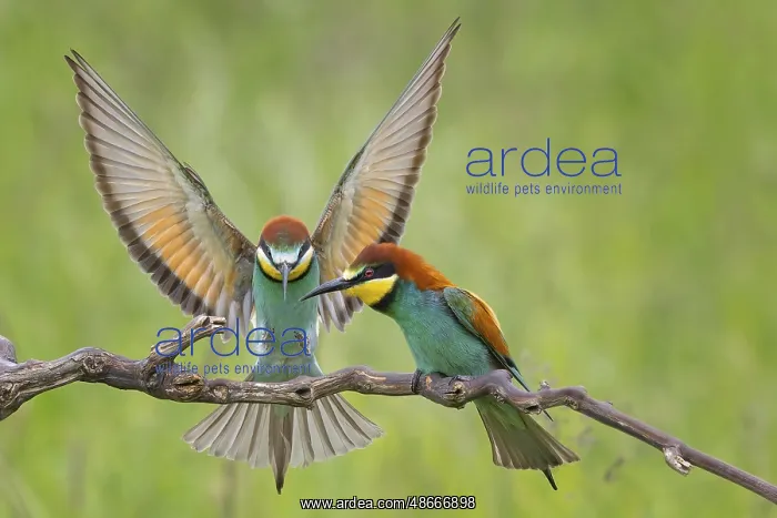 : Bee-eater (Merops apiaster) new resident in Saxony-Anhalt : Bee-eater (Merops apiaster) new resident in Saxony-Anhalt