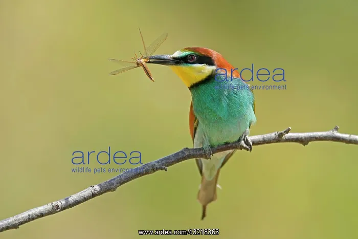  : Bee-eater (Merops apiaster) with prey in his beak