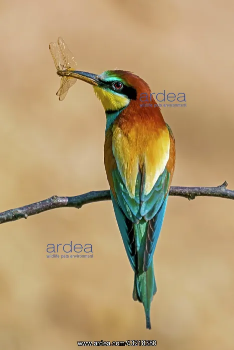 : Bee-eater (Merops apiaster) with prey in his beak : Bee-eater (Merops apiaster) with prey in his beak