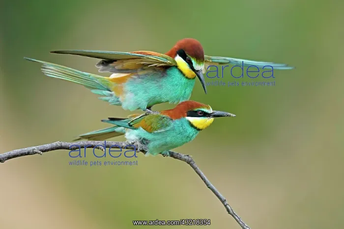 : Bee-eater (Merops apiaster) sitting on a branch : Bee-eater (Merops apiaster) sitting on a branch