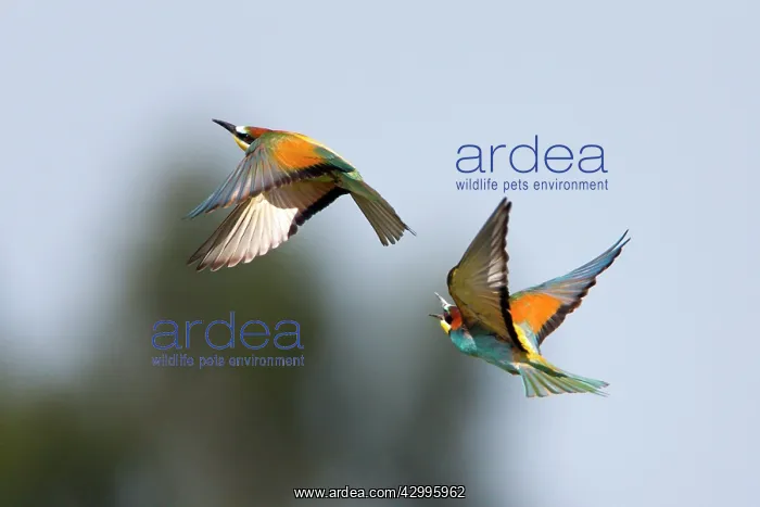 : Bee-eater - pair in courtship display in flight : Bee-eater - pair in courtship display in flight