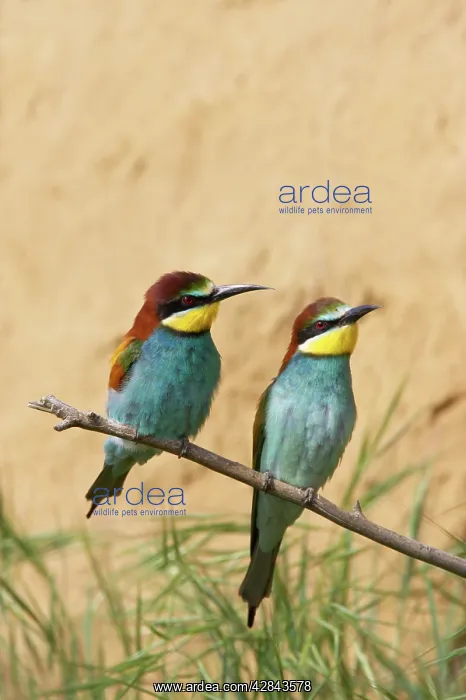 : Bee-eater - Pair by nest bank : Bee-eater - Pair by nest bank