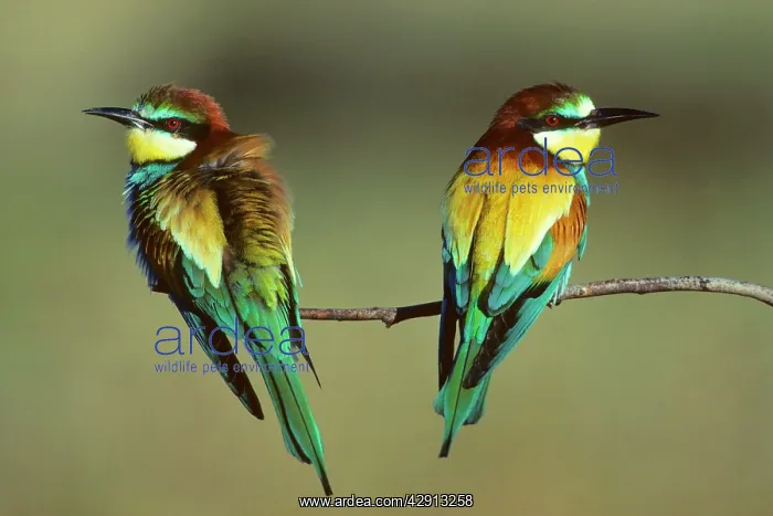 : Bee-Eater - pair sitting on branch : Bee-Eater - pair sitting on branch