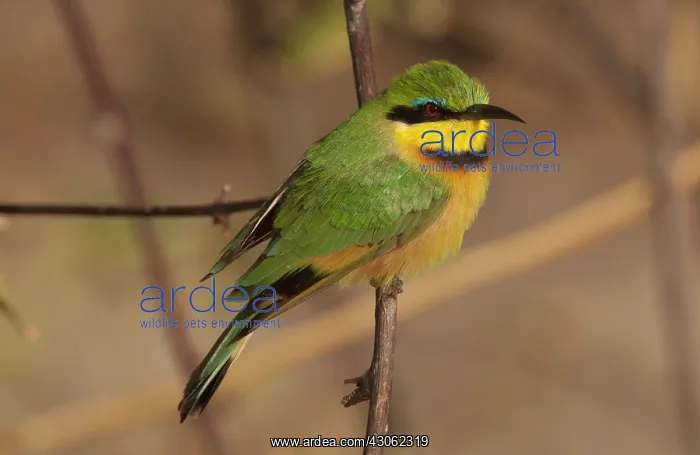 : Bee Eater posed on branch, Botswana, Africa : Bee Eater posed on branch, Botswana, Africa