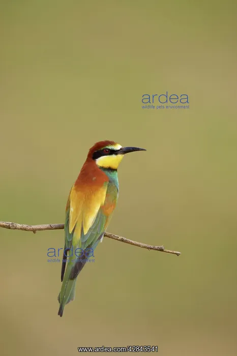 : Bee-eater - At rest on perch : Bee-eater - At rest on perch